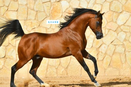 清朝活马什么意思？原来它指的不是活的马！