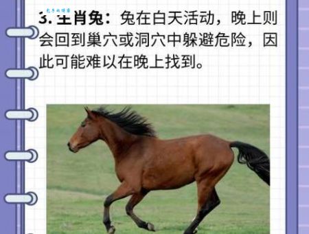 走投无路指哪个生肖？民间说法原来是这样！