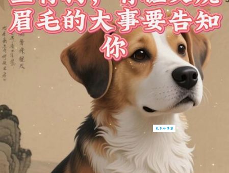 解密火烧眉毛打一个正确生肖，看完你就知道了！