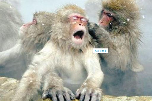 接二连三打一生肖是什么？直接告诉你正确答案！