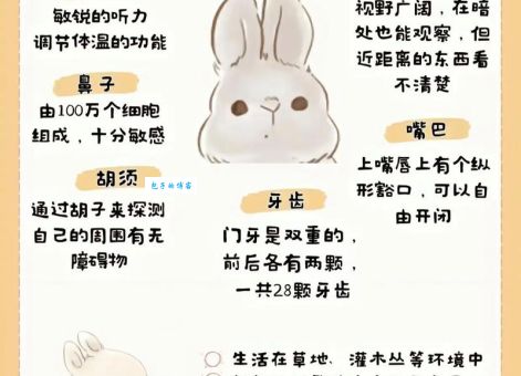三思而行买兔子是什么生肖？这里告诉你准确答案！