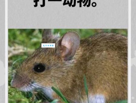 别再纠结了!伤风败俗金莲到打一最佳生肖大公开!