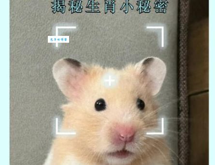 花花公子五更归打一准确生肖?这个谜底你知道吗?