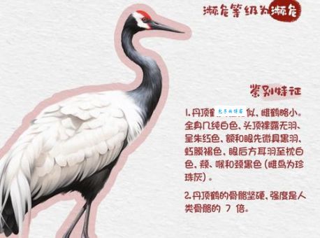 云中白鹤是什么生肖呢？探寻古人留下的生肖玄机！