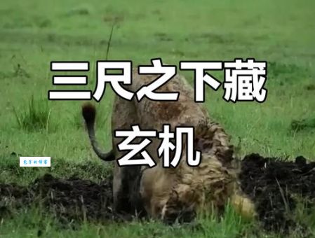 掘地三尺打一最佳生肖解析，这个答案最服人！