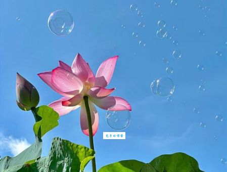 池里荷花一点红是什么生肖？轻松帮你找出它！