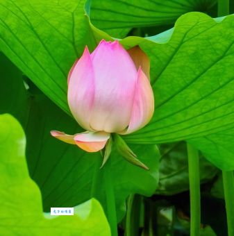 池里荷花一点红是什么生肖?轻松帮你找出它!