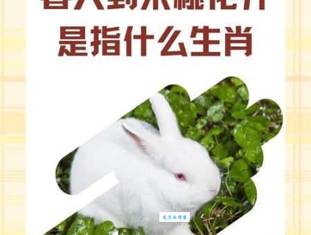 花开四朵换千金打一准确生肖,你猜对了吗?