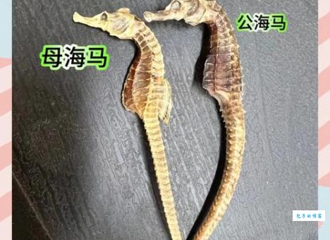 揭秘大海水下有特马指什么生肖，原来是它啊！