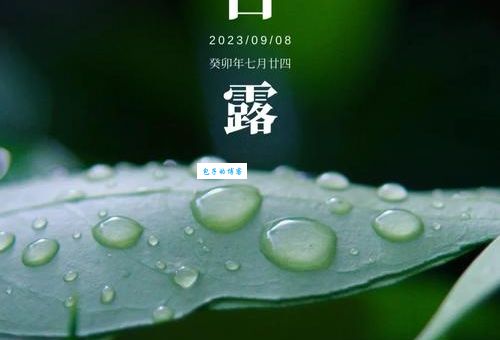 白露是什么生肖？一文读懂节气与属相奥秘！