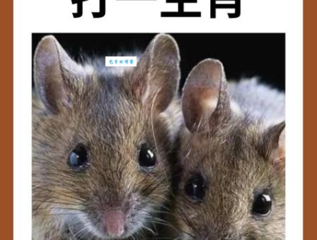 毛骨悚然打一正确生肖是什么?答案让你大吃一惊!