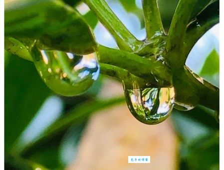 流汤滴水是什么生肖？看完秒懂答案！