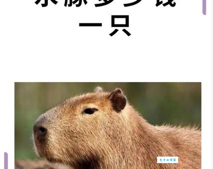 流汤滴水是什么生肖？看完秒懂答案！