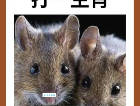 揭秘群起攻击猜一正确生肖动物，答案出乎意料！