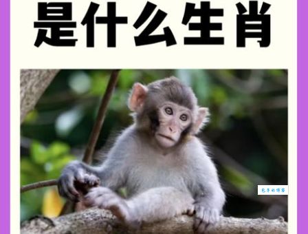 神气活现打一准确生肖解析，一眼看穿背后答案！