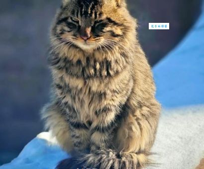 照猫画虎打一最佳生肖？聪明人一眼就猜到！