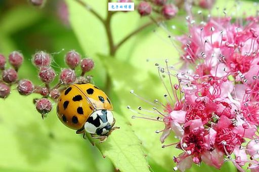 采花大盗是什么生肖？原来隐藏着这样的秘密