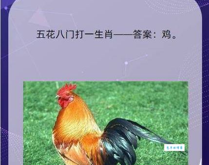 羽翼丰满打一正确生肖，教你快速猜出来！