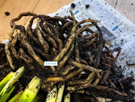 根壮叶茂打一准确生肖?聪明人一看就知道!