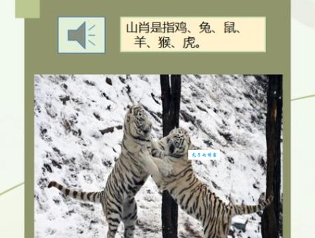 黄梅时节家家雨猜一肖，原来指这个生肖动物！