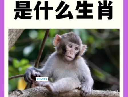 关于苟延残喘打一正确生肖，答案今天告诉你！