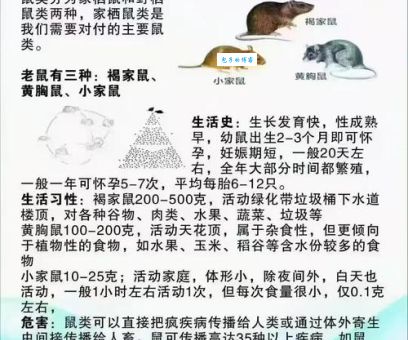 探究彻里彻外是什么生肖？一文帮你彻底搞明白！