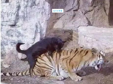 虎落平阳打一最佳生肖谜底揭晓，原来是它！