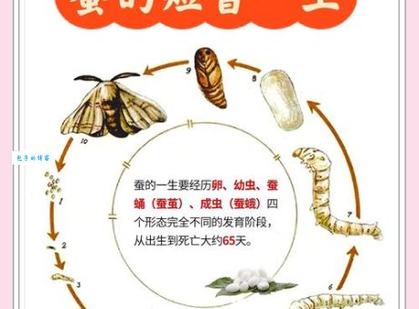 春蚕抽丝打一生肖，答案到底是什么？