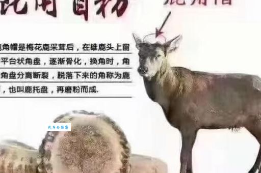 步步为营是什么生肖动物？专家帮你解开疑惑！