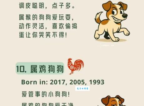 家中宠物打一生肖的含义?了解它更懂你的毛孩子!