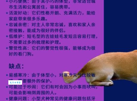 家中宠物打一生肖的含义？了解它更懂你的毛孩子！