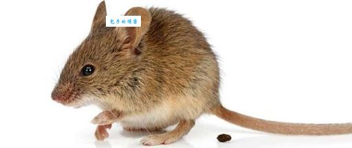 东张西望打一个生肖，原来是这种动物特征！