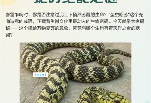 蛰虫昭苏最佳答案一肖怎么解?高手教你轻松看懂!