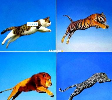 照猫画虎打一准确生肖：谜底揭晓让你恍然大悟！