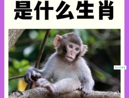 揭秘五六回头三二往打一正确生肖，原来是这个动物！