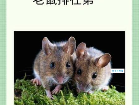 生拉硬拽说的是哪个生肖？很多人都猜错了！