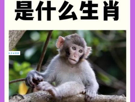 狼狈为肝乱朝纲的生肖是哪个？揭秘背后的小人！