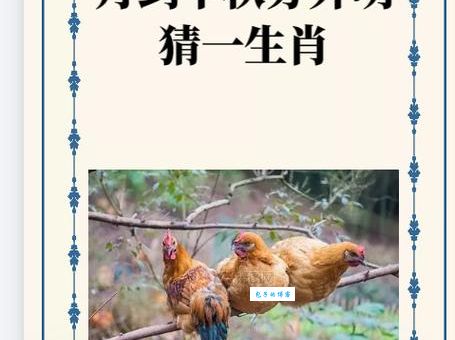 黑灯瞎火打一最佳生肖的答案，让你大跌眼镜！