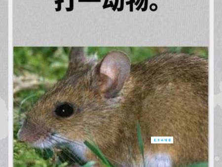 贪小失大打一准确生肖，这个谜语你知道吗？