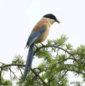 蓝天白云鸟儿飞打一准确生肖，你猜到是哪个吗？