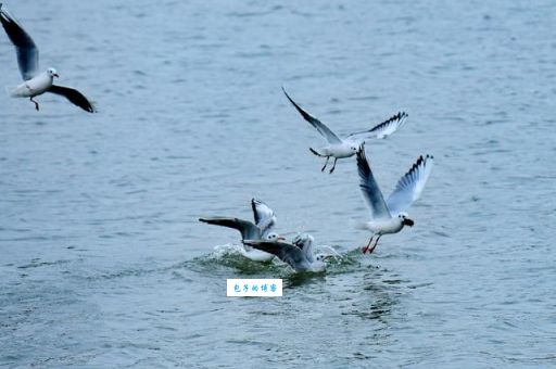 蓝天白云鸟儿飞打一准确生肖,你猜到是哪个吗?