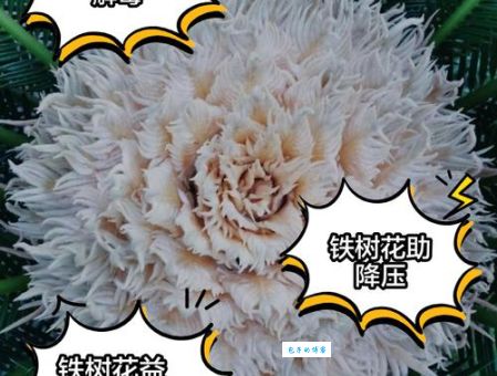 铁树开花古来稀是指什么生肖?答案就在这里!