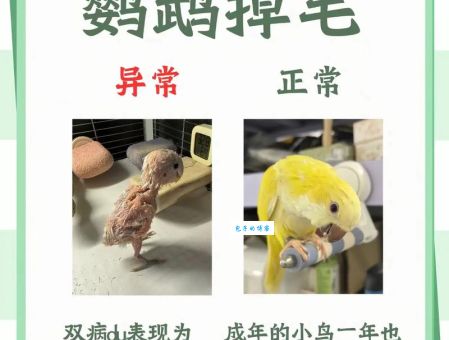 毛发很多的动物打一生肖是哪个？快速揭晓谜底！