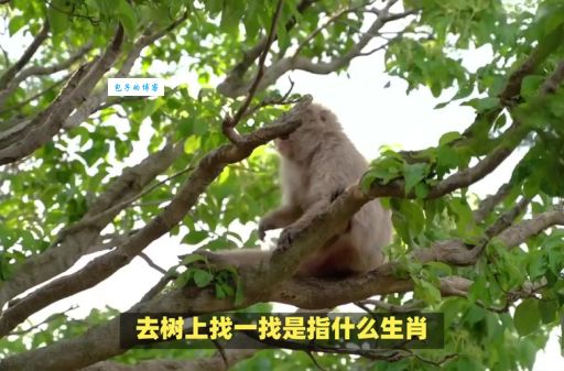 顺手牵羊打一准确生肖的答案，聪明人一眼就看穿！