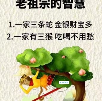 半路出家的生肖到底指啥？别再误解这个词了！