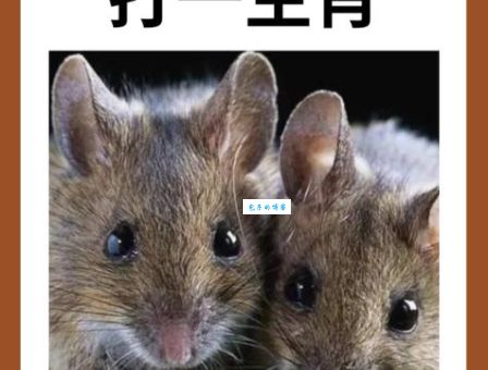 猜生肖：九尾之数开两边到底指什么动物？