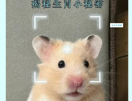 后患无穷是什么生肖？这动物可要当心了！