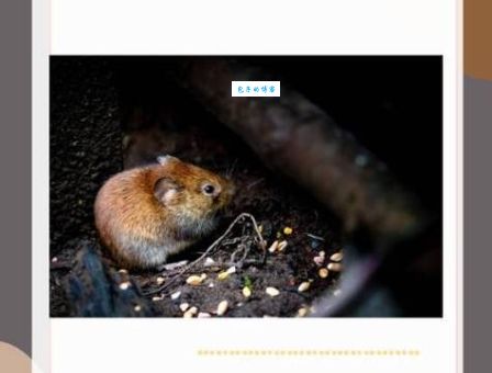 铁石心肠打一准确生肖，原来是它悄悄藏着呢！