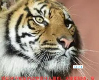 逆来顺受是什么生肖动物?这背后的原因你知道吗?