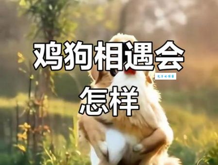 偷鸡摸狗是什么生肖？看完这篇你就懂了！